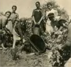 Gammelt billede af Langenwalther midt i høsten af burgunder vin